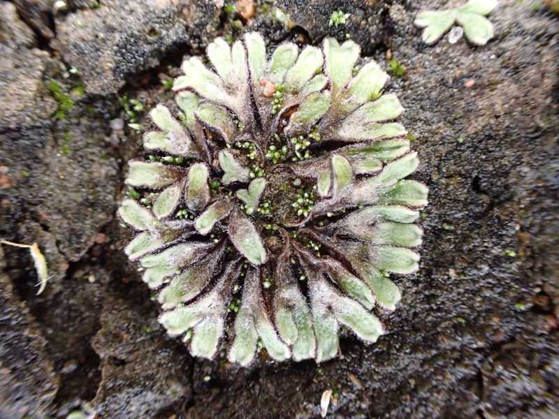 Riccia beyrichiana
